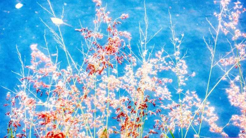 Fotografía de espigas de hierba silvestre en tonos rojos sobre cielo azul